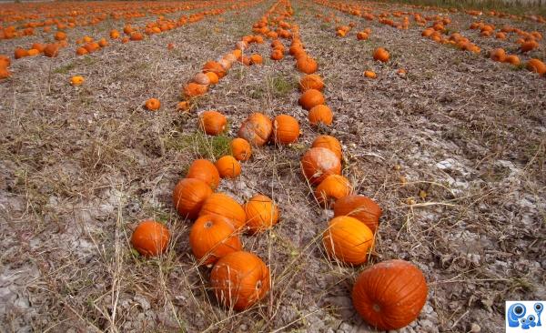 Pumpkin Patch